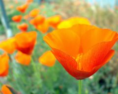 Tapeta Nature Flowers 186.jpg